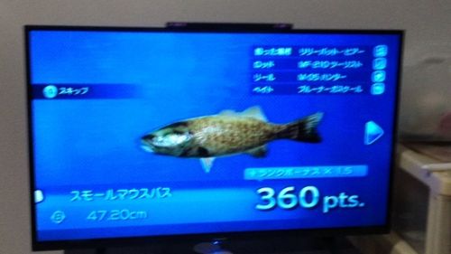 スモールマウスバスの釣果