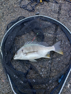 キビレの釣果