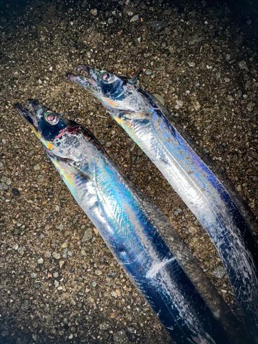 タチウオの釣果