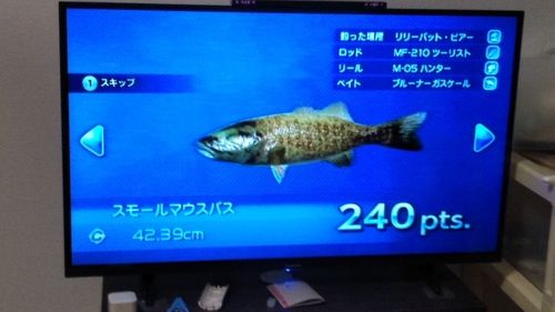 スモールマウスバスの釣果