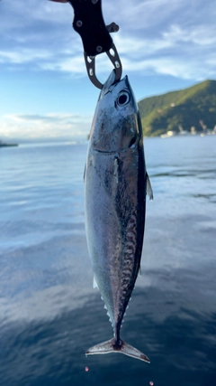 マルソウダの釣果