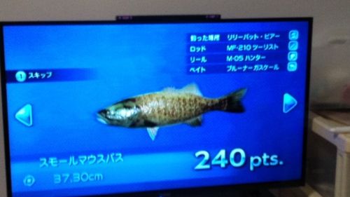 スモールマウスバスの釣果