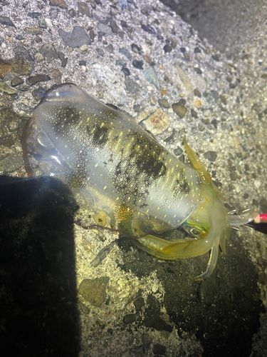 アオリイカの釣果