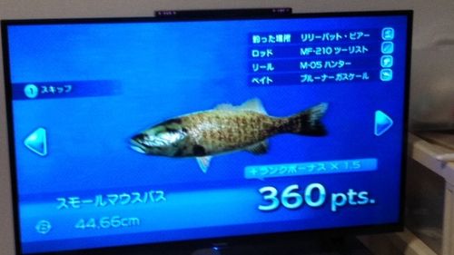 スモールマウスバスの釣果
