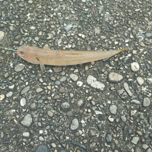 オキエソの釣果