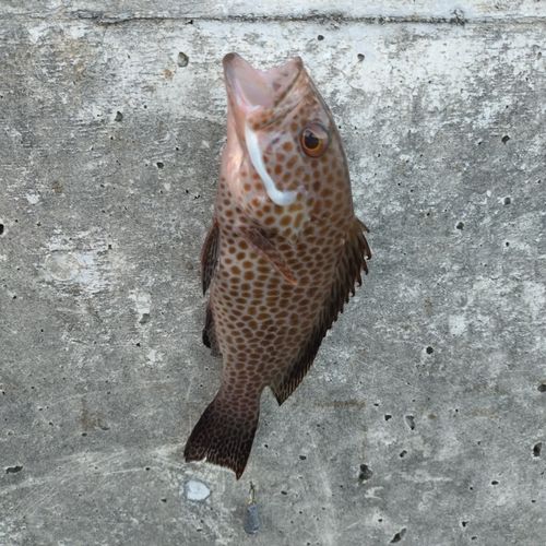 オオモンハタの釣果