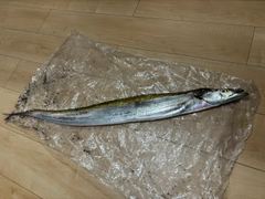 テンジクタチの釣果