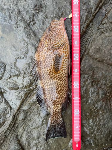 オオモンハタの釣果