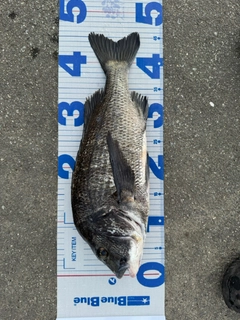 チヌの釣果