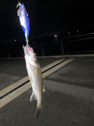 セイゴ（マルスズキ）の釣果