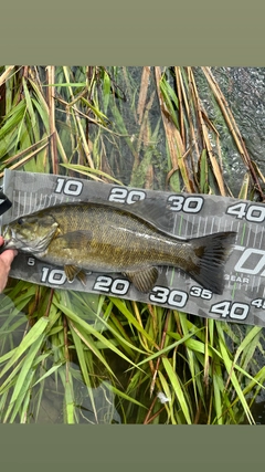 スモールマウスバスの釣果