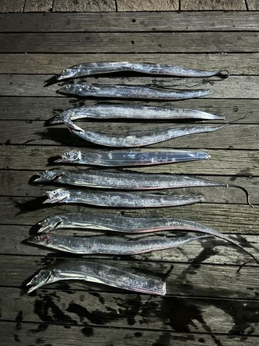 タチウオの釣果