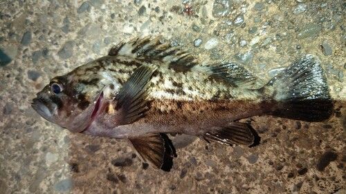 クロソイの釣果