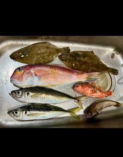 アマダイの釣果