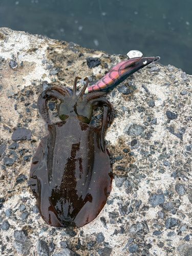 アオリイカの釣果