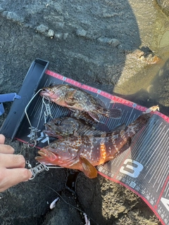 キジハタの釣果