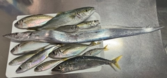 ワカシの釣果