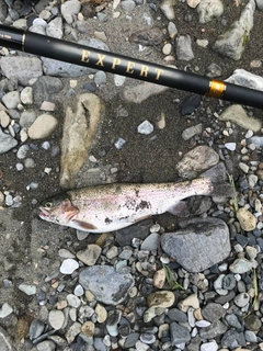 ニジマスの釣果