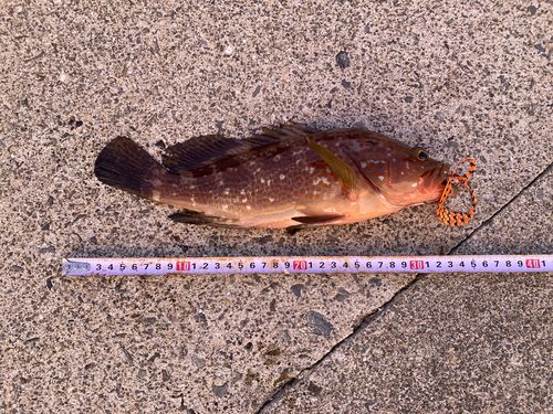 オオモンハタの釣果