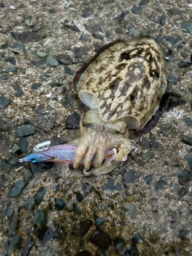 コウイカの釣果