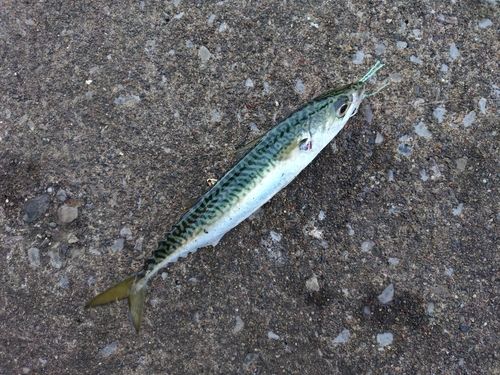 サバの釣果