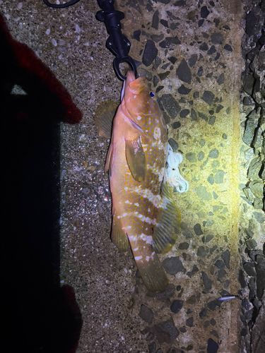 キジハタの釣果