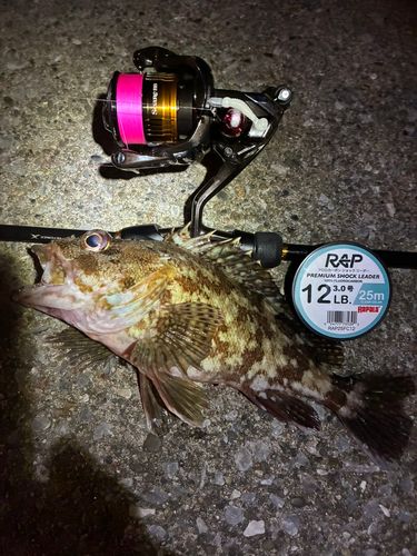 カサゴの釣果