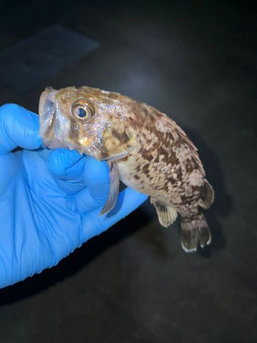 クロソイの釣果