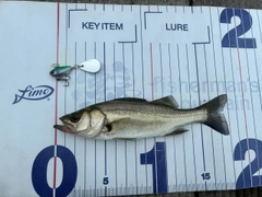 セイゴ（マルスズキ）の釣果
