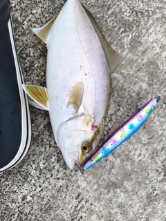 ショゴの釣果