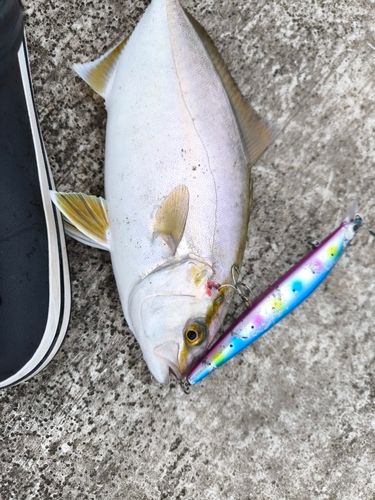 ショゴの釣果