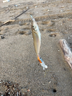 シロギスの釣果