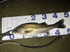 フッコ（マルスズキ）の釣果