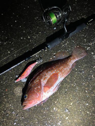 キジハタの釣果