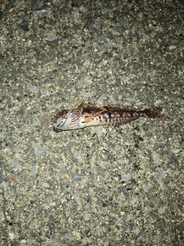 ハゼの釣果