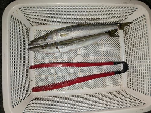 ハゼの釣果