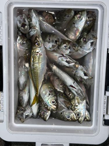 アジの釣果