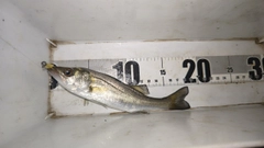 セイゴ（マルスズキ）の釣果