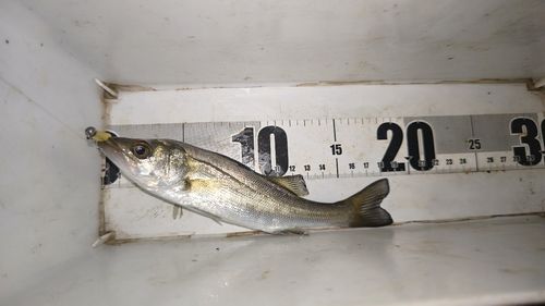 セイゴ（マルスズキ）の釣果