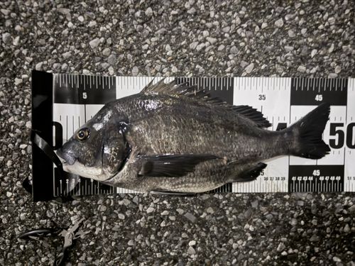 チヌの釣果
