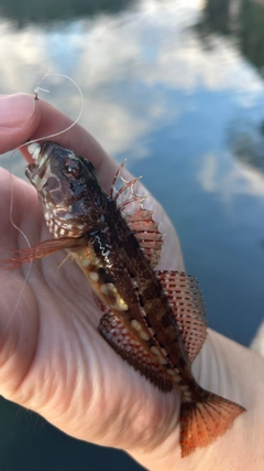 アナハゼの釣果