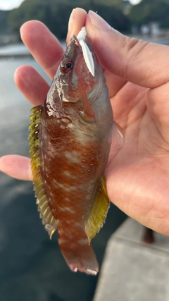 ホシササノハベラの釣果