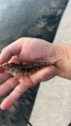 アナハゼの釣果
