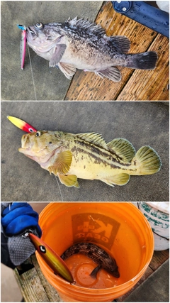 シマソイの釣果