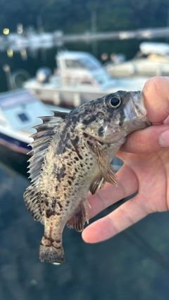 クロソイの釣果
