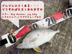 ショッコの釣果