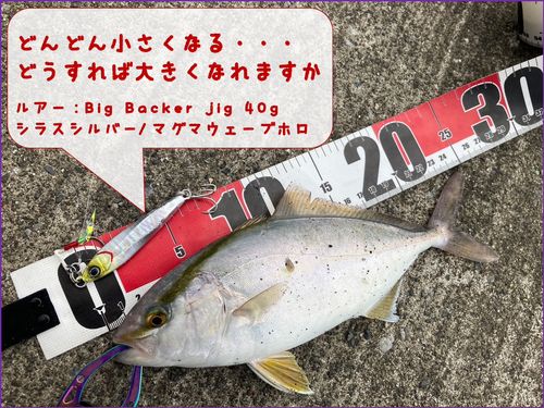ショッコの釣果