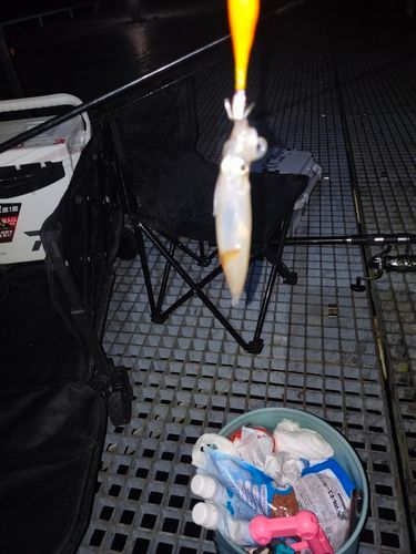 ヒイカの釣果