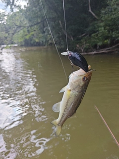 ラージマウスバスの釣果
