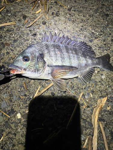 チヌの釣果